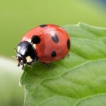 Tierwelt in unseren Gärten