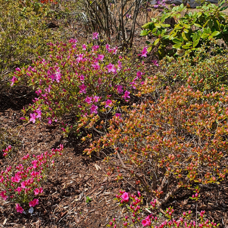 arealgarten_210606_2