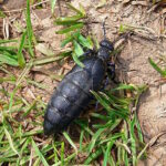 Hochgiftige Ölkäfer in der Schweiz