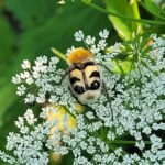 Tierwelt in unseren Gärten – Erste Fotos