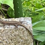 Tierwelt in unseren Gärten – Weitere Fotos